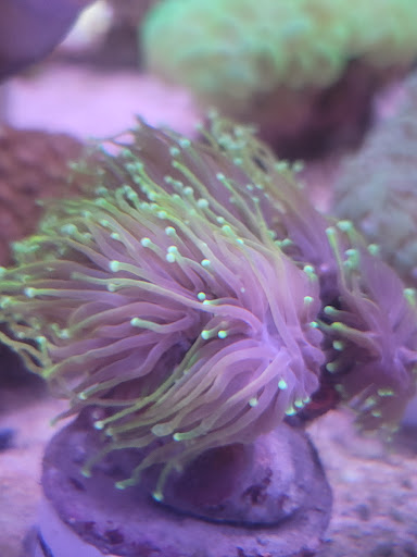 Aquarium «Marine EXTREMES», reviews and photos, 6257 E 21st St N, Wichita, KS 67208, USA