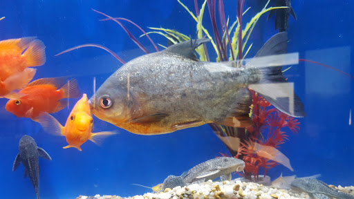 Aquarium «Aquatica», reviews and photos, 800 Clanton Rd H, Charlotte, NC 28117, USA