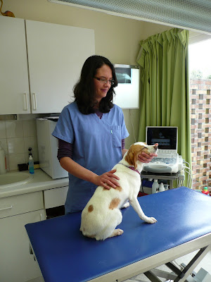 Clinique Vétérinaires de Stang Zu à Quimper