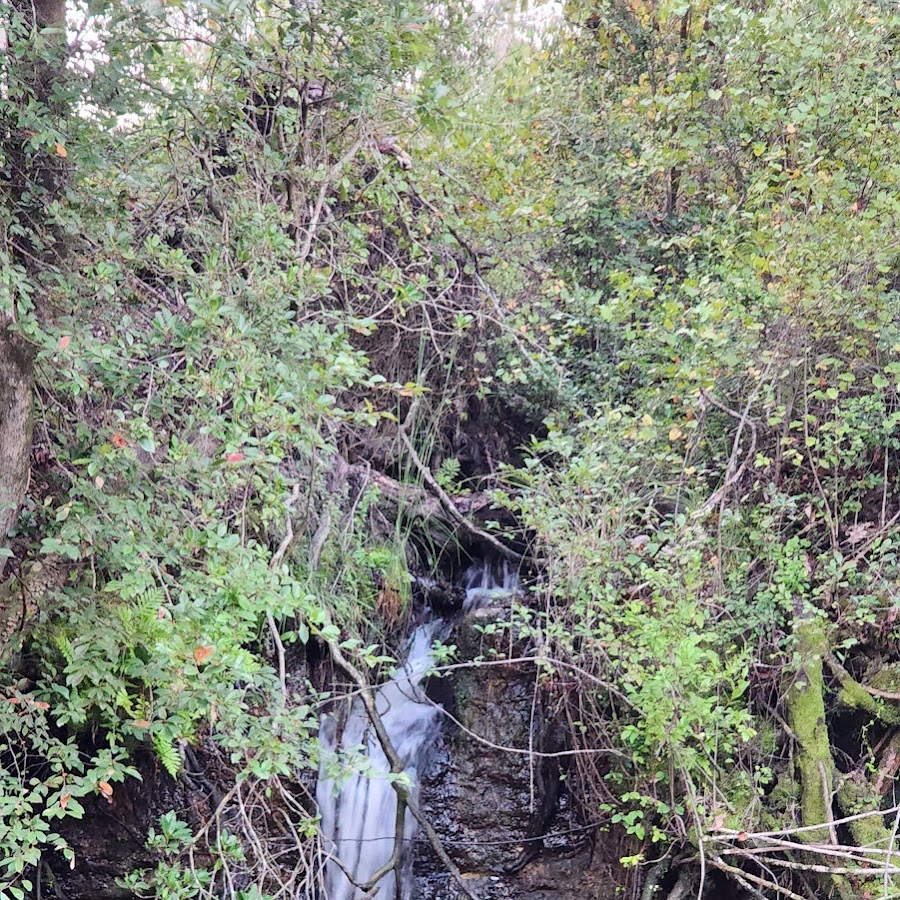 Econfina Creek Waterfall