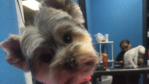 Pet Store «La Bone Pet Spa», reviews and photos, 8739 Stirling Rd, Cooper City, FL 33328, USA