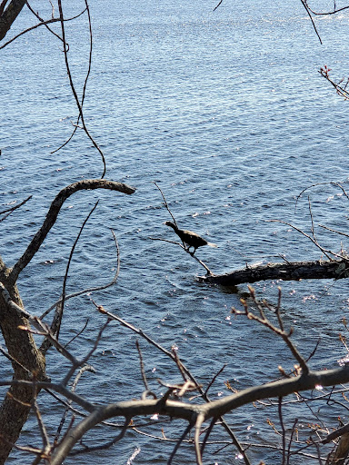 Golf Course «Fresh Pond Golf Course», reviews and photos, 691 Huron Ave, Cambridge, MA 02138, USA