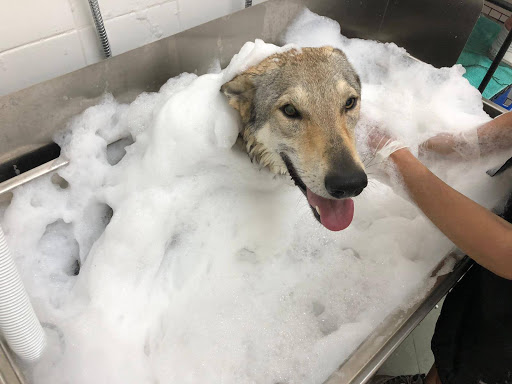 Pensioni per cani e dog hotel a Tom And Jerry Di Salvini Irene