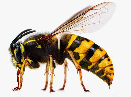 Green Pest Services, 14310 Sullyfield Cir ste 200, Chantilly, VA 20151, Pest Control Service