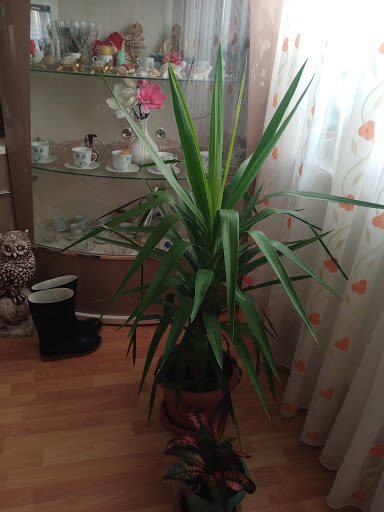 Söğütlü Market (Akyol Şube )