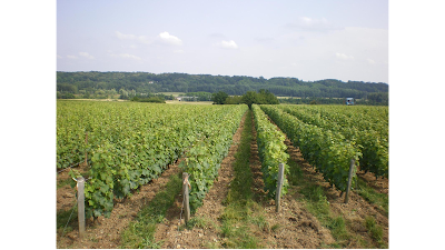 Domaine Sébastien Brunet à Reugny