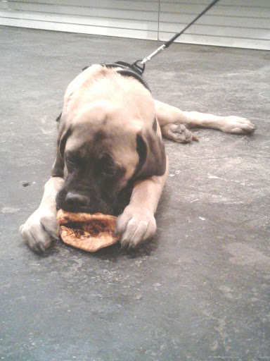 Pet Store «Bushy Tails», reviews and photos, 1087 Flushing Ave, Brooklyn, NY 11237, USA