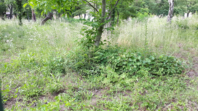 Comentarii opinii despre Ел Патрон