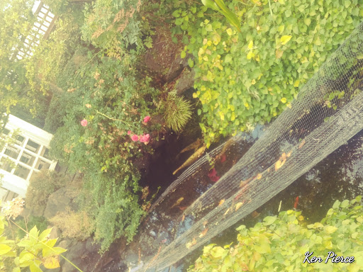 Pet Supply Store «Copper Creek Mercantile», reviews and photos, 4415 River Rd N, Keizer, OR 97303, USA