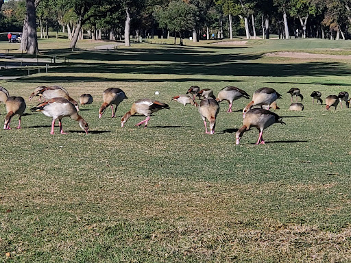 Golf Course «Brackenridge Park Golf Course», reviews and photos, 2315 Avenue B, San Antonio, TX 78215, USA