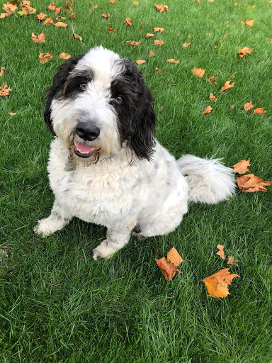 Pet Supply Store «Petco Animal Supplies», reviews and photos, 2823 County Home Rd, Goshen, IN 46526, USA