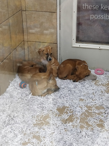 Pet Store «Pets Plus - Quakertown», reviews and photos, 117 S West End Blvd, Quakertown, PA 18951, USA