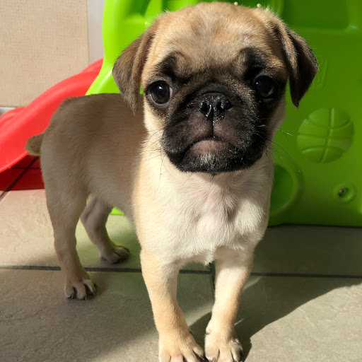 Pet Store «The Family Puppy of Fountain Walk», reviews and photos, 44125 W 12 Mile Rd E-121, Novi, MI 48377, USA