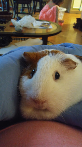 Pet Supply Store «PetSmart», reviews and photos, 162 S Gary Ave, Bloomingdale, IL 60108, USA