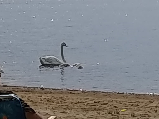 Park «Stoddard Park», reviews and photos, Norfolk St, Holliston, MA 01746, USA