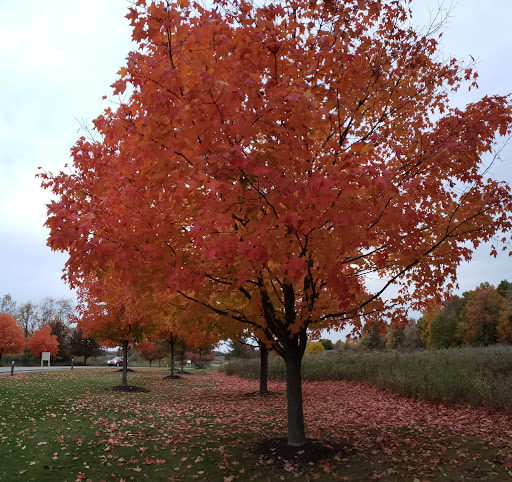 Golf Course «Lyon Oaks Golf Club», reviews and photos, 52251 Pontiac Trail, Wixom, MI 48393, USA