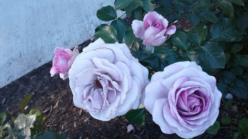 Stadium «Providence Park», reviews and photos, 1844 SW Morrison St, Portland, OR 97205, USA