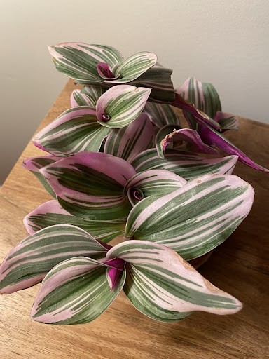 Garden Center «Sixteen Acres Garden Center», reviews and photos, 1359 Wilbraham Rd, Springfield, MA 01119, USA