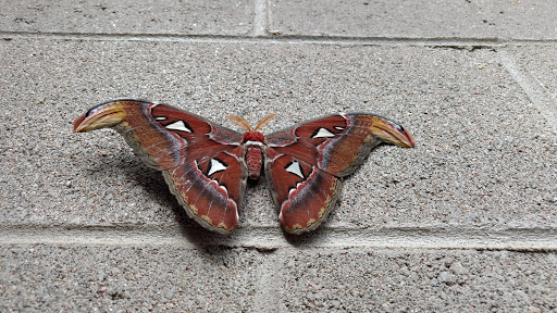 Animal Protection Organization «Butterfly Pavilion», reviews and photos, 6252 W 104th Ave, Westminster, CO 80020, USA