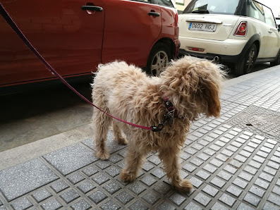 Centro Veterinario El Perro Andaluz Calle Gral. Ibáñez, 49, Distrito Centro, 29013 Málaga, España