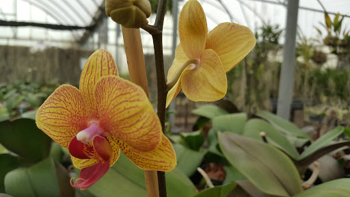 Florist «Dr Delphinium Flower & Orchid House», reviews and photos, 513 W Campbell Rd, Richardson, TX 75080, USA