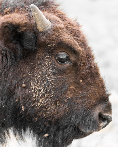 Nature Preserve «Elk and Bison Prairie», reviews and photos, Elk & Bison Prairie Rd, Golden Pond, KY 42211, USA