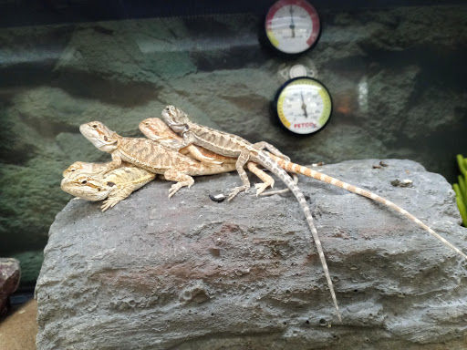 Pet Supply Store «Petco Animal Supplies», reviews and photos, 2435 N Hwy 67, Florissant, MO 63033, USA