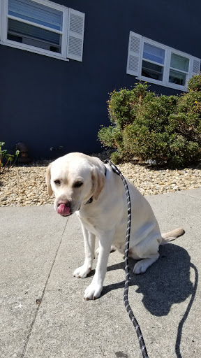 Pet Supply Store «Haute Dogs Boutique & Barkery», reviews and photos, 507 Georgia St, Vallejo, CA 94590, USA