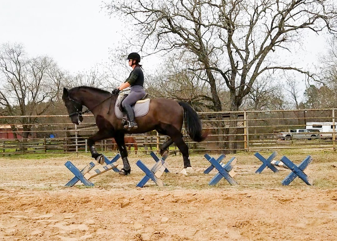 HP Dressage