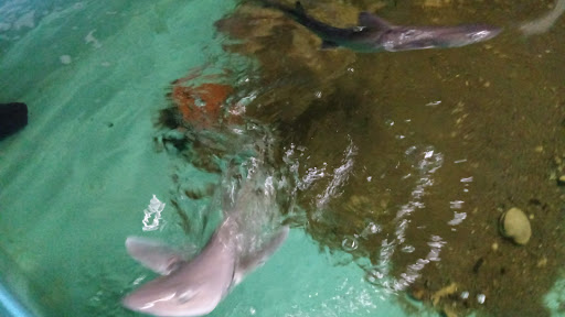 Aquarium «Biomes Marine Biology Center», reviews and photos, 6640 Post Rd, North Kingstown, RI 02852, USA