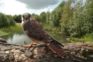 Topvogel Roofvogelpark Diessen image