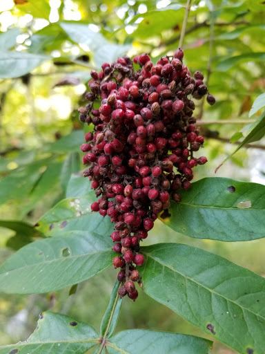 National Park «Cumberland Gap National Historical Park», reviews and photos, 91 Bartlett Park Road, Middlesboro, KY 40965, USA