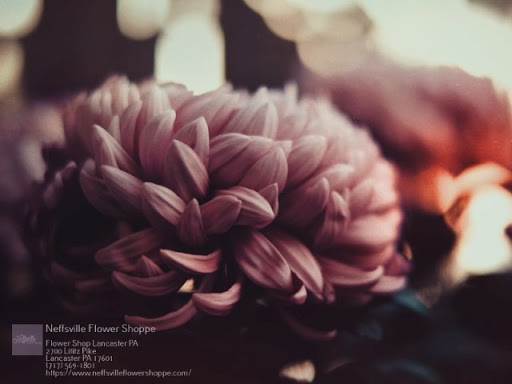 Florist «Neffsville Flower Shoppe», reviews and photos, 2700 Lititz Pike, Lancaster, PA 17601, USA
