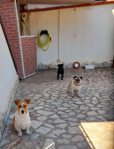 Pensioni per cani e dog hotel a Qua La Zampa di Crisafulli Pensione e Toelettatura per Cani e Gatti