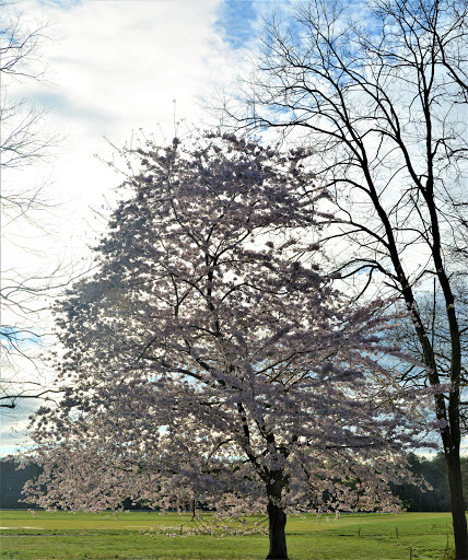 Golf Club «Breton Bay Golf & Country Club», reviews and photos, 21935 Society Hill Rd, Leonardtown, MD 20650, USA