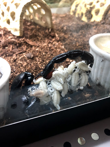 Pet Store «The Enclosure», reviews and photos, 1820 Golden Mile Hwy, Pittsburgh, PA 15239, USA