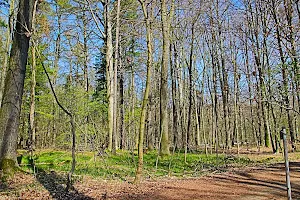 Crimmitschauer Wald image