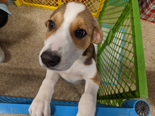 Pet Supply Store «PetSmart», reviews and photos, 6060 Long Prairie Rd, Flower Mound, TX 75028, USA