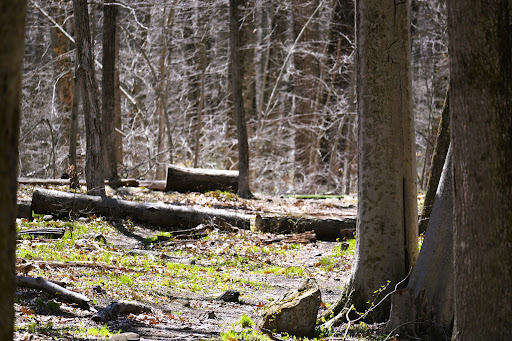 Rick Maynard Disc Golf Course at Bittner Park