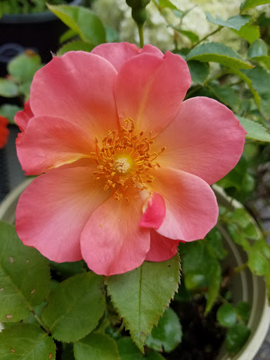 Hardware Store «Ham Lake Hardware Hank», reviews and photos, 17426 MN-65, Ham Lake, MN 55304, USA