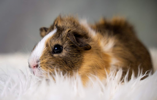 Pet Store «Petland», reviews and photos, 1514 Stonecreek Dr, Pickerington, OH 43147, USA