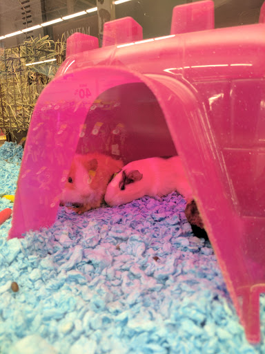 Pet Supply Store «PetSmart», reviews and photos, 19075 Interstate 45 S, Shenandoah, TX 77385, USA