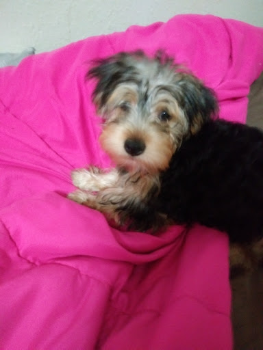 Pet Supply Store «Island Dog Outfitters», reviews and photos, 479 Poinsettia Ave, Clearwater Beach, FL 33767, USA