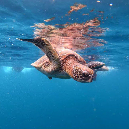 Galápagos Eco Fishing