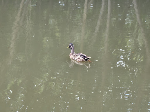 Park «Hammock Park», reviews and photos, 1945 San Mateo Dr, Dunedin, FL 34698, USA