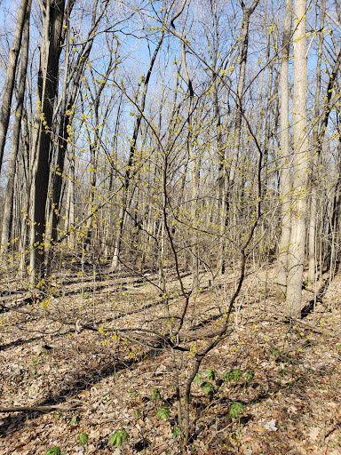 Park «Central City Park», reviews and photos, 36601 Ford Rd, Westland, MI 48185, USA