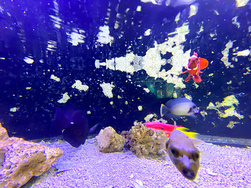 Tropical Fish Store «Lovely Pets Aquarium Store», reviews and photos, 69 Parkingway, Quincy, MA 02169, USA