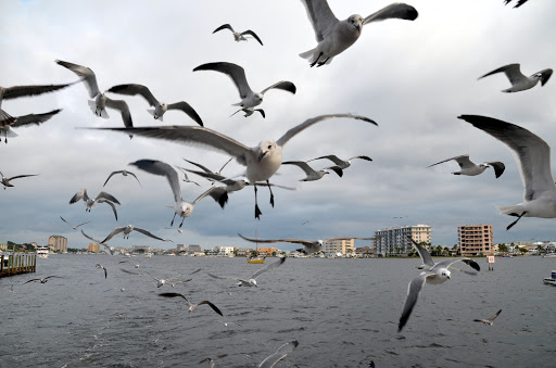 Sightseeing Tour Agency «Southern Star Dolphin Cruises», reviews and photos, 100 Harbor Blvd, Destin, FL 32541, USA