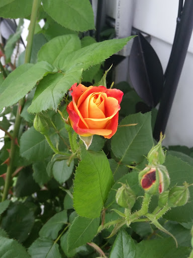 Coffee Shop «Brew Ha Ha at the Colony», reviews and photos, 2612 W 8th St, Erie, PA 16505, USA