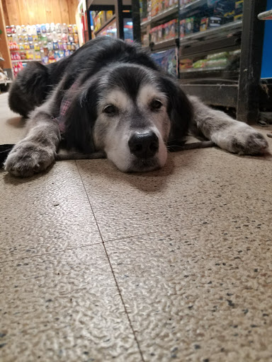 Tropical Fish Store «Pet Friendly Inc», reviews and photos, 845 Manitou Rd, Hilton, NY 14468, USA